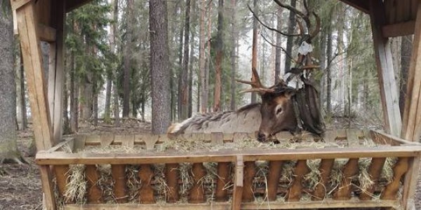 12986950_1103451479712796_4359383503598628298_n